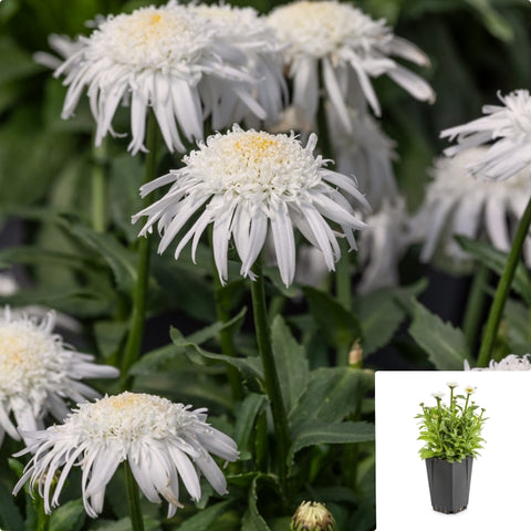 Chrysanthemum Carpet Angel Daisy 1Quart Plant Groundcover Shasta Daisy Plant Outdoor Flower Live Plant Mr7 Ht7