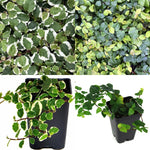 Combo Of 2 Creeping Fig 4Inches Pot Green Fig Variegated Creeping Fig Plant Indoor Live Plant Ht7