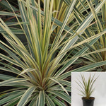 Cordyline Torbay Dazzler 1Gallon Plant New Zealand Cabbage Palm Plant Cabbage Tree Torbay Dazzler Plant Outdoor Palm Liv