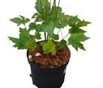 Anemone Whirlwind White 1Gallon Pant Japanese Anemone Plant Perennial Live Plant Ht7