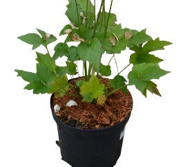 Anemone Whirlwind White 1Gallon Pant Japanese Anemone Plant Perennial Live Plant Ht7