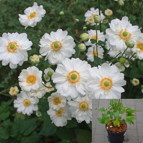 Anemone Whirlwind White 1Gallon Pant Japanese Anemone Plant Perennial Live Plant Ht7
