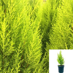 Cupressus Macro Goldcrest 5 Gallon Plant Monterey Cypress Weeping Golden Live Plant Outdoor Mr7