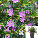 Cuphea Hyp Wine 1Gallon Pot Cuphea Hyssopifolia Compacta Plant Perennials Outdoor Live Plant Ho7Ht7 Best