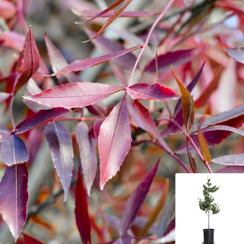Fraxinus Raywood Plant Claret Ash 5Gallon Ckt Plant Fraxinus Angustifolia Narrow Leaved
