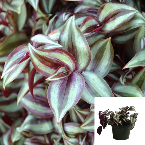 Tradescantia Red Plant 6Inches Wandering Jew Plant House live plant Ht7 Best