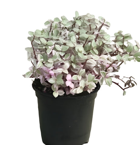 Tradescantia Pink Panther Plant 6Inches Callisia Repens Pink Lady House Live Plant Best