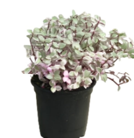 Tradescantia Pink Panther Plant 4Inches Callisia Repens Pink Lady House Rare Succulent Drought Tolerant Live Plant