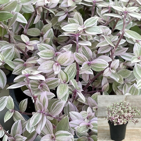 Tradescantia Pink Panther Plant 4Inches Callisia Repens Pink Lady House Rare Succulent Drought Tolerant Plant Live ht7