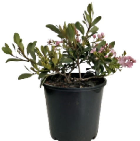 Rhaphiolepis Indica Ballerina 1Gallon Indian Hawthorn Plant Rhaphiolepis Indica Ballerina Live Plant Outdoor Gr7