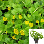 Lysimachia Nummularia 1Quart Pot Moneywort Yellow Groundcover Plant Creeping Jenny Moneywort Creep Mr7Ht7 Best