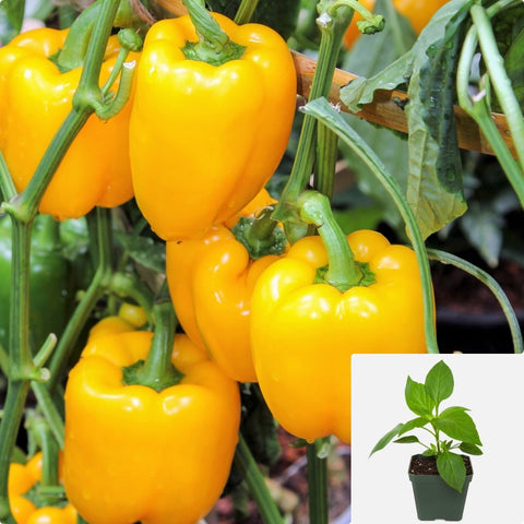 Pepper chili Golden Bell Wonder 4Inches Pot Plant Pepper Bell Live Plant Ht7 Best