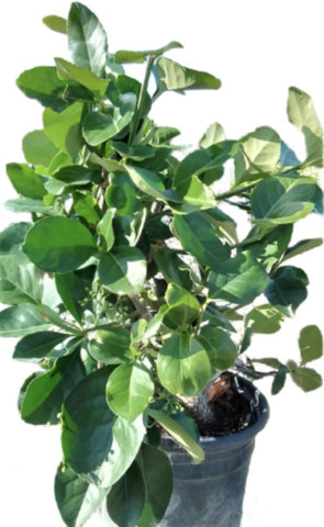 Euonymus Fortunei Emerald Gold 1 Gallon Ht7 Plant Lime Dwarf Japanese Live Plant Outdoor Ht7
