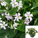 Green Shamrock Plant Wood Sorrel 4Inches Pot Live Plant Houseplant Best Ht7