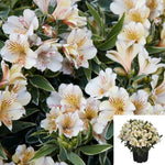 Alstroemeria Colorita Fabiana Var Lt Yellow 1Gallon Colorita Eliane White Peruvian Lily Live Plant Outdoor