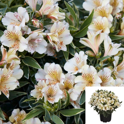 Alstroemeria Colorita Claire White 1 Gallon Eliane Peruvian Lily Live Plant Gr7