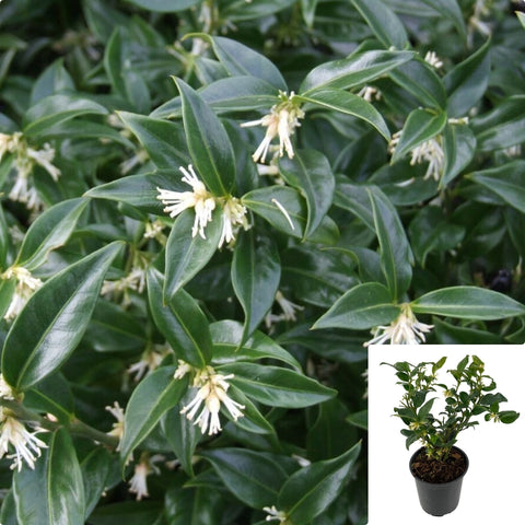 Sarcococca Ruscifolia 1Gallon Fragrant Sweetbox Live Plant Outdoor Fmr7