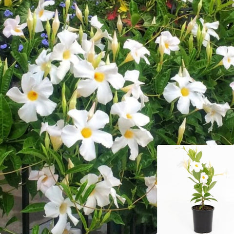 Mandevilla White 2Gallon Plant Mandevilla Plant Allamanda Violacea Plant Flower Live Plant Ht7