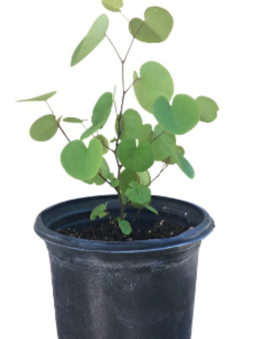 Cercis Occidentalis 1Gallon Snow In Summer Mr7Ht7 Western Redbud California Redbud Eciduous Shrub Live Plant