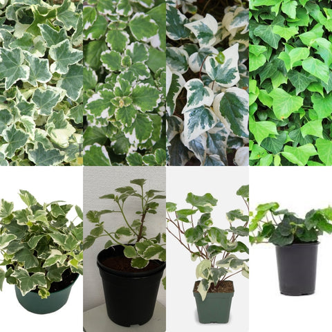 Combo 4Types Of 4Inches Pot Of Ivy Wall Climbing Plant Ivy Variegated English Plant Ivy Swedish Variegated Plant Ivy ht7