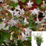 Abelia Grandiflora Radiance 1Gallon Abelia Grandiflora Radiance 1Gallon Lime Green Glossy Abelia Shrub Live Plant Frmr7