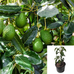 Avocado Fruit 1 Gallon Plant Hass Avocado Bacon Organic Fruit Tree Live Plant Ht7