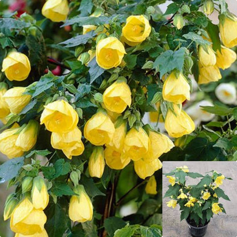 Abutilon Palmeri 5Gallon Abutilon Lantern Yellow Plant Include Redvein Abutilon Gr7