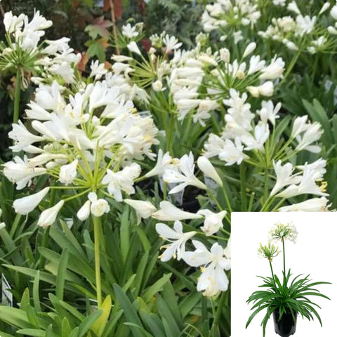 Agapanthus Africanus Snowball 1Gallon Plant African Lily White Lily Of The Nile Snowball Plant Outdoor Flower Live Plant