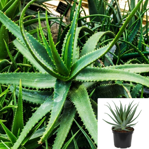 Aloe Arborescens 1 Gallon Krantz Aloe Plant Succulent Drought Tolerant Ht7