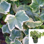 Ivy Algerian Variegated 1 Gallon Ht7 Pot Baltic Ivy Plant Hedera Algeriensi Canary Island Ivy Madeira Ivy Plant