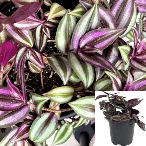 Tradescantia Red Plant 4Inches Wandering Jew Plant House live plant Ht7 Best