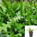 Anguliger Ric Rac Plant 4Inches Fishbone Cactus Ric Rac Orchid Cactus Ric Rac Cactus Zig Zag Cactus Plant Houseplant Liv