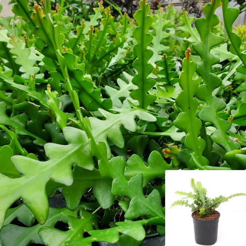Anguliger Ric Rac Plant 4Inches Fishbone Cactus Ric Rac Orchid Cactus Ric Rac Cactus Zig Zag Cactus Plant Houseplant Liv