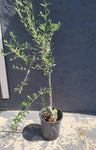 Olive Manzanillo 5 Gallon Plant Olea Europaea Plant Fruit Tree Ourdoor Live Plant Best Dw7Ht7