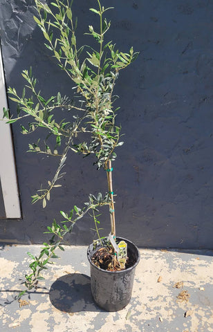 Olive Manzanillo 5 Gallon Plant Olea Europaea Plant Fruit Tree Ourdoor Live Plant Best Dw7Ht7