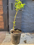 Peach Snow Beauty White Subacid Peach On Lovell Plant 5 Gallon Snow Beauty Peach Outdoor Plant Fruit Tree Live Plant Best Dw7Ht7