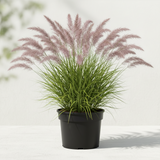 Pennisetum Karley Rose 1 Gallon Oriental Fountain Grass Ornamental Ornamental Grass Live Plant Gr8
