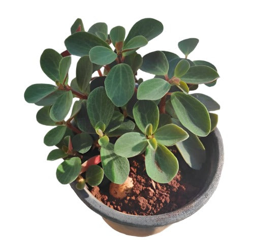 japonica succulent Peperomia Japonica Plant 4 inches House live plant Ht7 – NNplant