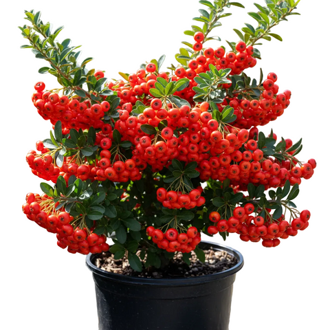 Outdoor- All Plants – NNplant