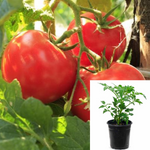 Tomato Rio Grande Roma 1 Gallon Ht7 Plant Tomato Rio Grande Roma 1 Gallon Pot Live Plant Tomatoes Determinate Heir
