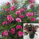Grevillea Canberra Pink Pearl 1Gallon Pink Pearl Grevillea Plant Flower Outdoor Live Plant Mr7
