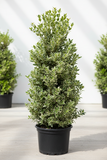 Rhamnus Alaternus Variegata Column 5 Gallon Ho7 Live plant Coffeeberry Shrub