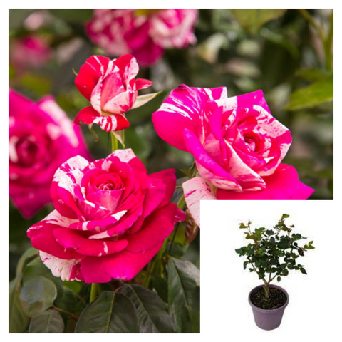 Rose Neil Diamond 1 Gallon Plant Neil Diamond Hybrid Tea Rose Plant Rosa Wekdereroro Plant Rose Flower Live Plant Best