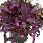 Setcreasea Purple Heart Plant Tradescantia Pallida Purple 1 Gallon Live Plant Succulent Drought Tolerant Ht7 Best