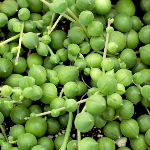 10 Cuttings string of pearl Senecio Rowleyanus Agavaceae Succulent 3 Long Plant Not Rooted