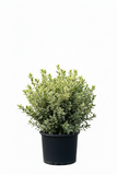 Rhamnus Alaternus Variegata Column 5 Gallon Ho7 Live plant Coffeeberry Shrub