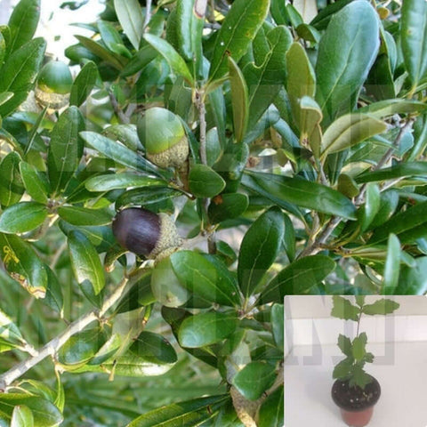 Quercus ilex Holm oak Holly oak Evergreen oak Live Oak Plant Perennial Live Plant 4INCHES POT Ht7 Best