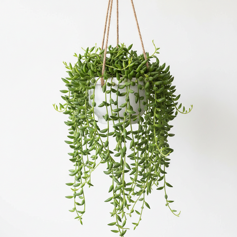 hanging banana plant String of Bananas 6
