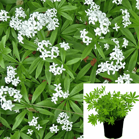 Galium Odoratum 1 Gallon Plant Sweet Woodruff White Pot Plant Sweet Woodruff Sweetscented Bedstraw Bedstraw Ht7