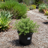 Baccharis Pigeon Point 1 Gallon Coyote Bush California Native Groundcover Live Plant Gr8